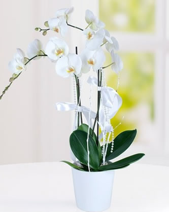 Phalaenopsis Orkide